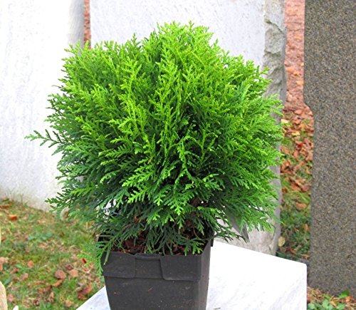 Thuja occ. 'Danica' - kugeliger Zwerg-Lebensbaum -Zwergkonifere langsam wachsend im 17 cm Topf von Harro's Pflanzenwelt