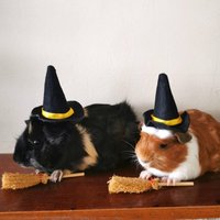 Meerschweinchen Halloween Kostüm Mit Hut Und Besen von Hatcrafters
