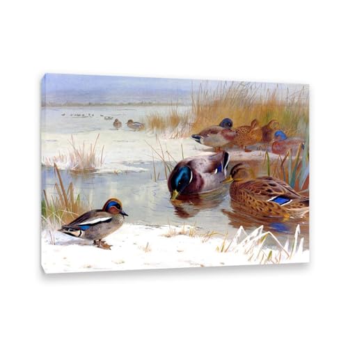 Archibald Thorburn Kunstwerk auf Leinwand Mallard und eine blaugrüne Flauche im Winter leinwand gemälde vögel Berühmte Ölgemälde Reproduktion Wandkunst Wohnzimmer Wohnkultur 42x30cm(17x12in)Gerahmt von Hau3sh3a