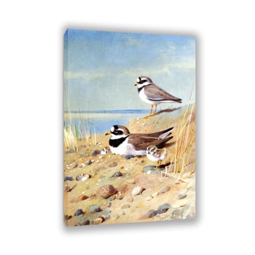 Archibald Thorburn Kunstwerk auf Leinwand Ringed Plover und ihre Jungen am Ufer leinwand gemälde vögel Berühmte Ölgemälde Reproduktion Wandkunst Wohnzimmer Wohnkultur 105x70cm(41x28in)Gerahmt von Hau3sh3a