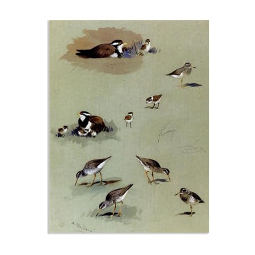 Archibald Thorburn Kunstwerk auf Leinwand Untersuchung von Sandpipern cremefarben leinwand gemälde vögel Berühmte Ölgemälde Reproduktion Wandkunst Wohnzimmer Wohnkultur 85x60cm(33x24in)Rahmenlos von Hau3sh3a