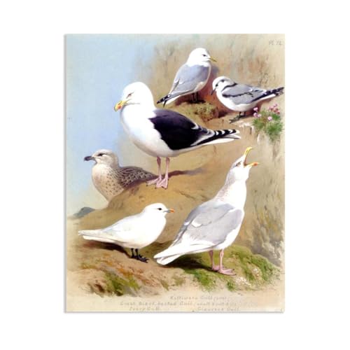 Archibald Thorburn Kunstwerk auf Leinwand Zwei Kittiwake Gulld Black Rückenwege leinwand gemälde vögel Berühmte Ölgemälde Reproduktion Wandkunst Wohnzimmer Wohnkultur 105x80cm(41x31in)Rahmenlos von Hau3sh3a