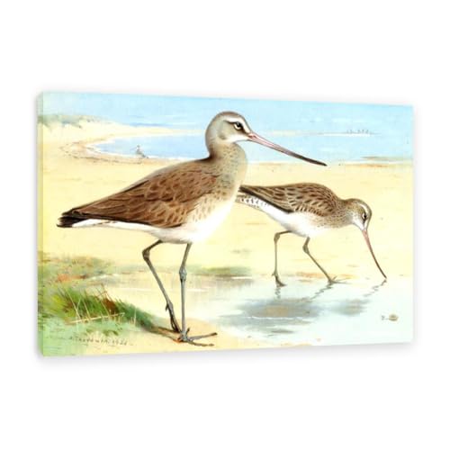 Hau3sh3a Archibald Thorburn Kunstwerk auf Leinwand Ein Paar Schwarzschwanz-Godwit leinwand gemälde vögel Berühmte Ölgemälde Reproduktion Wandkunst Wohnzimmer Wohnkultur 120x80cm(47x31in) Gerahmt von Hau3sh3a