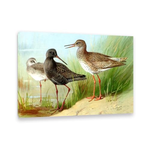 Hau3sh3a Archibald Thorburn Kunstwerk auf Leinwand Ein Trio Redshank leinwand gemälde vögel Berühmte Ölgemälde Reproduktion Wandkunst Wohnzimmer Wohnkultur 110x80cm(43x31in) Gerahmt von Hau3sh3a