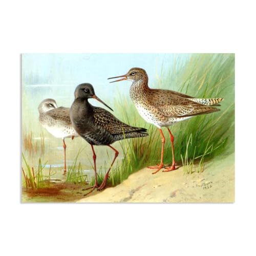 Hau3sh3a Archibald Thorburn Kunstwerk auf Leinwand Ein Trio Redshank leinwand gemälde vögel Berühmte Ölgemälde Reproduktion Wandkunst Wohnzimmer Wohnkultur 42x30cm(17x12in) Rahmenlos von Hau3sh3a