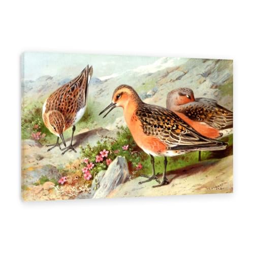 Hau3sh3a Archibald Thorburn Kunstwerk auf Leinwand Ein Trio von Knoten leinwand gemälde vögel Berühmte Ölgemälde Reproduktion Wandkunst Wohnzimmer Wohnkultur 75x50cm(30x20in) Gerahmt von Hau3sh3a