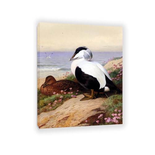 Hau3sh3a Archibald Thorburn Kunstwerk auf Leinwand Gemeinsame Eider Enten leinwand gemälde vögel Berühmte Ölgemälde Reproduktion Wandkunst Wohnzimmer Wohnkultur 90x70cm(35x28in) Gerahmt von Hau3sh3a