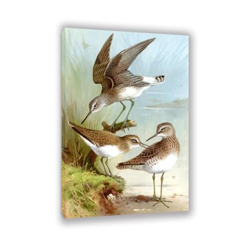 Hau3sh3a Archibald Thorburn Kunstwerk auf Leinwand Sandpiper leinwand gemälde vögel Berühmte Ölgemälde Reproduktion Wandkunst Wohnzimmer Wohnkultur 105x70cm(41x28in) Gerahmt von Hau3sh3a