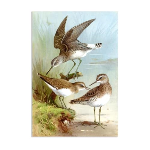Hau3sh3a Archibald Thorburn Kunstwerk auf Leinwand Sandpiper leinwand gemälde vögel Berühmte Ölgemälde Reproduktion Wandkunst Wohnzimmer Wohnkultur 75x50cm(30x20in) Rahmenlos von Hau3sh3a