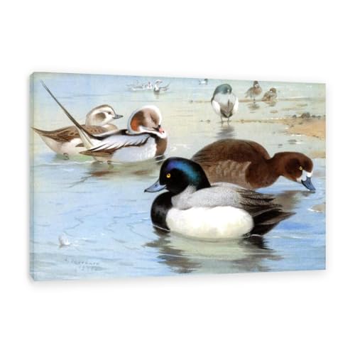Hau3sh3a Archibald Thorburn Kunstwerk auf Leinwand Tailedenten und ein Paar Scaup leinwand gemälde vögel Berühmte Ölgemälde Reproduktion Wandkunst Wohnzimmer Wohnkultur 75x50cm(30x20in) Gerahmt von Hau3sh3a