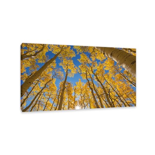 Hau3sh3a Herbstlandschaft Bild auf Leinwand Aspen Tree Forest Birkensonne Herbst Wandbilder Schlafzimmer Wald Wandbilder Modern Kunstdruck Deko füR Wohnzimmer145x80cm(57x32in) Gerahmt von Hau3sh3a