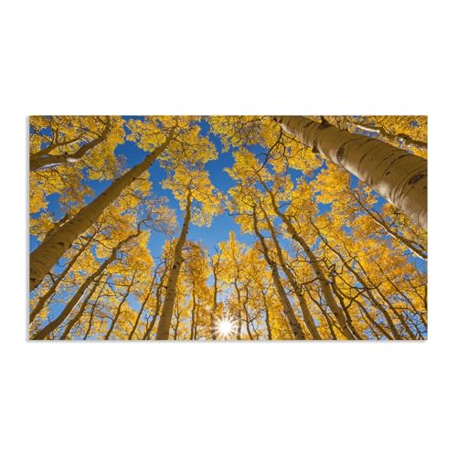 Hau3sh3a Herbstlandschaft Bild auf Leinwand Aspen Tree Forest Birkensonne Herbst Wandbilder Schlafzimmer Wald Wandbilder Modern Kunstdruck Deko füR Wohnzimmer145x80cm(57x32in) Rahmenlos von Hau3sh3a