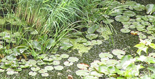 1 Bund Wasserpest (30 Pflanzen) aus Natur-Gartenteich Algenkiller Nr.1 Teichpflanze Schildkrötenfutter von Haus&Garten