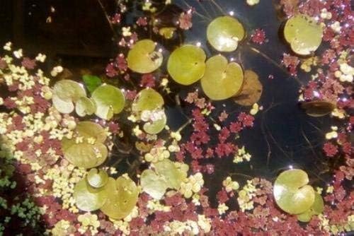 10 Froschbiss wunderschöne Schwimmpflanze/Teichpflanze direkt aus dem Teich 10 Froschbiss wunderschöne Schwimmpflanze/Teichpflanze direkt aus dem Teich von Haus & Garten