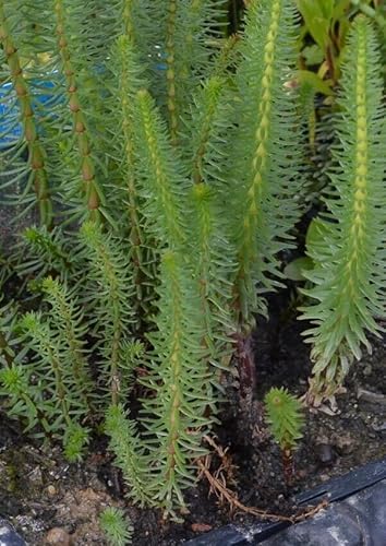 12 Stück Tannenwedel Hippuris vulgaris Teichpflanzen Teichpflanze winterhart ideal auch für Miniteiche von Haus & Garten