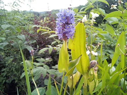 2 Pflanzen Hechtkraut Pontederia Cordata Teichpflanze Wasserpflanze bis 30cm Wasserstand, Dauerblüher aus Naturteich von Haus&Garten