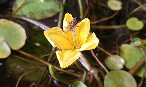 4 Jung Pflanzen Seekanne Mini-Teichrose tolle Wasserpflanze Teichpflanze ideal für Mini Teiche Nymphoides peltata von Haus&Garten