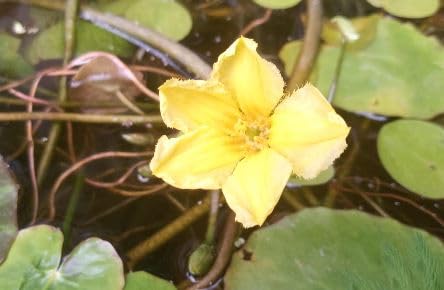 4 Jung Pflanzen Seekanne Mini-Teichrose tolle Wasserpflanze Teichpflanze ideal für Mini Teiche Nymphoides peltata von Haus & Garten