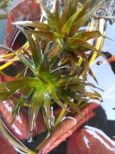 4 Jungpflanzen Krebsschere Stratiotes aloides Schwimmpflanze Teichpflanze Wasserpflanze von Haus & Garten