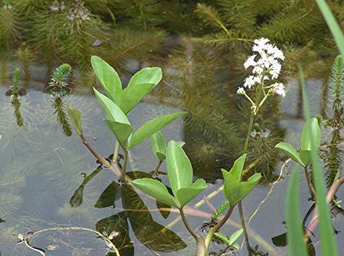 4 Pflanzen Fieberklee Wunderschöne Teichpflanze mit tollen zarten Blüten aus Naturteich von Haus&Garten