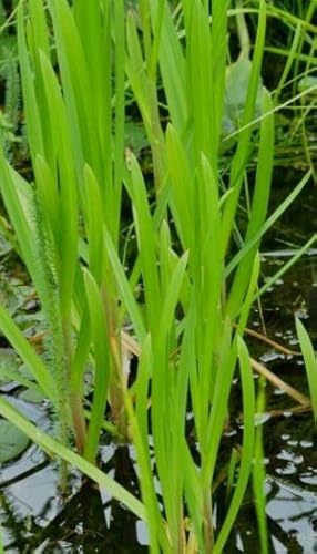 4 Pflanzen Wasserschwaden, Starke Wasserreinigung ideal für kleine Teiche, Schwimmteiche, Filterpflanze Teichpflanze Teichpflanzen winterhart von Haus & Garten