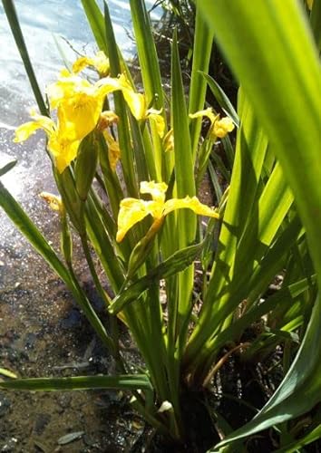 4 schöne Pflanzen gelbe Sumpfschwertlilie Sumpfschwertlilie Iris Iris Schwertlilie Sunpfiris Teichpflanze winterhart Wasserpflanze von Haus & Garten