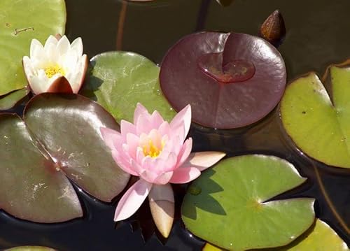 Haus&Garten rote Seerose rosablühend duftend Nymphaea Rosennymphe Odorato Wasserlilie kräftige Pflanze von Haus&Garten