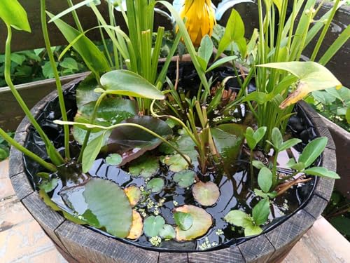 Teichpflanzen Set Mini Teich mit Wasserschwaden, Kalmus, Fieberklee und Hechtkraut aus Naturteichen, tolle Ware, nie wieder Algenprobleme von Haus&Garten