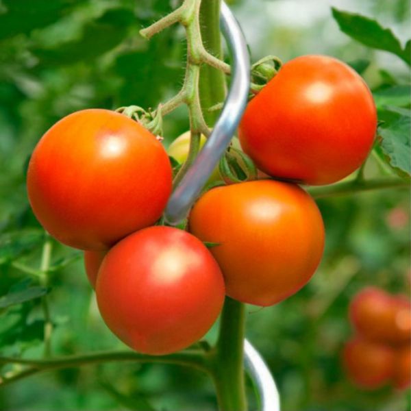 10x Tomaten-Spiralstab 110cm, verzinkt, Tomatenstab, Anbindestab, R... von Hausmarke