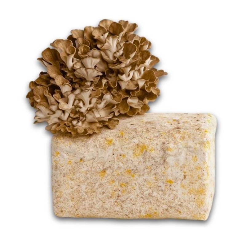 Hawlik Pilzbrut Bio Pilzzuchtset für Maitake mit Vorbereitetem Myzel-Substrat Inkl. Anbau-Anleitung Hawlik Pilzbrut Bio Pilzzuchtset für Maitake mit Vorbereitetem Myzel-Substrat Inkl. Anbau-Anleitung von Hawlik Pilzbrut