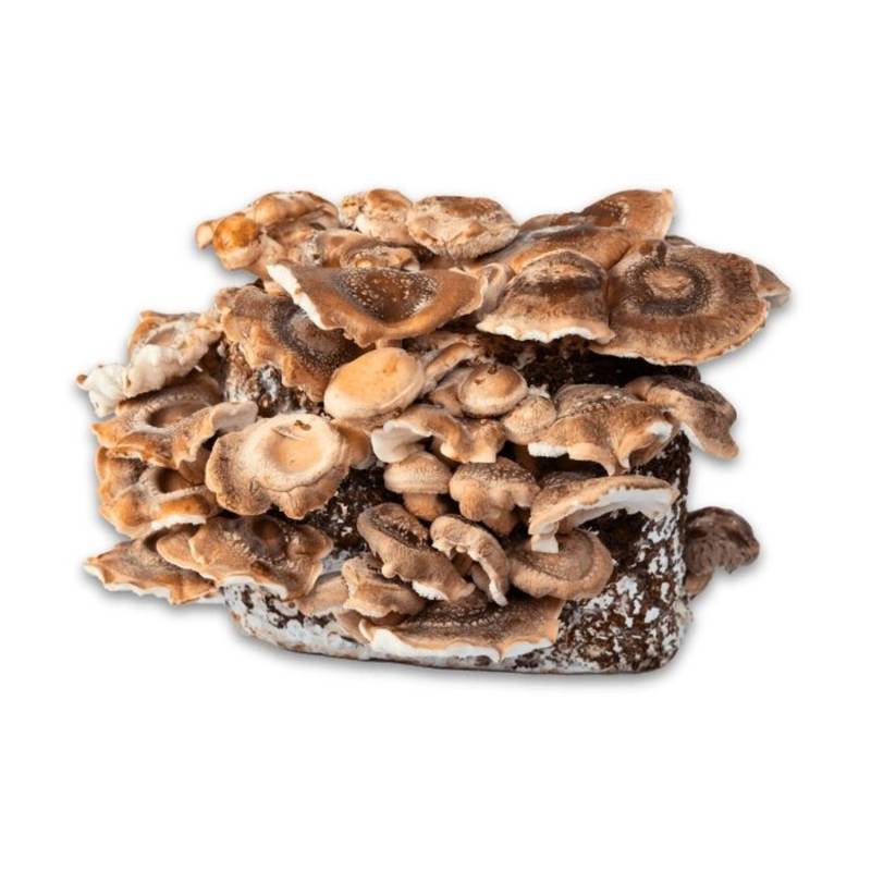 Hawlik Pilzbrut Bio Shiitake Pilzzuchtset mit Substrat und Myzel Inkl. Anbau-Anleitung Hawlik Pilzbrut Bio Shiitake Pilzzuchtset mit Substrat und Myzel Inkl. Anbau-Anleitung von Hawlik Pilzbrut