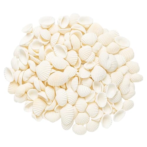 HcvGcm Muscheln, Deko Muscheln Für DIY Bastelprojekte, 250g Naturmaterial Für Schmuckherstellung, Muscheln zum bemalen, Heimdekoration Und Aquariengestaltung, Weiße Muscheln 2-4,5 cm von HcvGcm