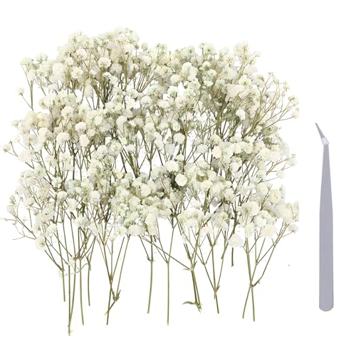 Schleierkraut Getrocknet, 100 Stück Trockenblumen Zum Basteln Mit Edelstahl Pinzette, Getrocknete Blumen Für DIY Deko, Hochzeitsdeko, Geschenkverpackung von HcvGcm
