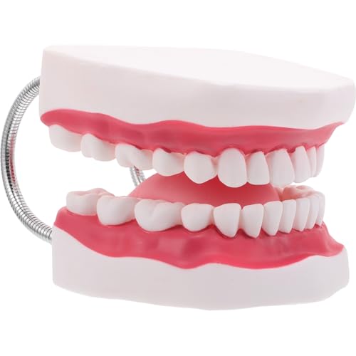 Healifty Dentales Zahnmodell mit Zunge, Typodont-Zähnemodell für Lehrpraxis und Demonstration für Zahnmedizinstudenten und -fachleute Healifty Dentales Zahnmodell mit Zunge, Typodont-Zähnemodell für Lehrpraxis und Demonstration für Zahnmedizinstudenten und -fachleute von Healifty