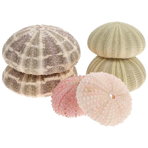 Healvian 6 Stücke Seeigel Gehäuse Tillandsien Luftpflanzen Halter Sea Urchin Shells Hängend Anlage Halter Künstliche Muscheln von Healvian