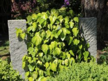 Kaukasus Efeu 'Sulphur Heart', 60-100 cm, Hedera colchica 'Sulphur Heart', Containerware von Hedera colchica 'Sulphur Heart'