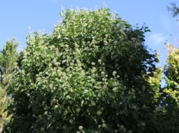 Strauch-Efeu 'Arborescens', 30-40 cm, Hedera helix 'Arborescens', Containerware von Hedera helix 'Arborescens'