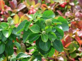Strauch-Efeu 'Arbori Compact', 20-30 cm, Hedera helix 'Arbori Compact', Containerware von Hedera helix 'Arbori Compact'