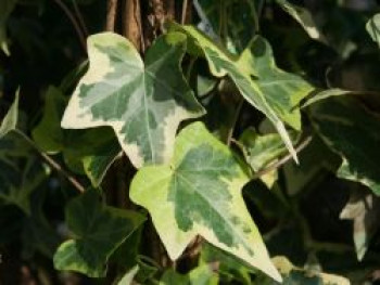 Gelbbunter Efeu 'Goldchild', 100-150 cm, Hedera helix 'Goldchild', Containerware von Hedera helix 'Goldchild'
