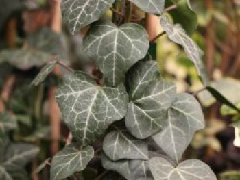 Efeu 'Plattensee', 60-100 cm, Hedera helix 'Plattensee', Containerware von Hedera helix 'Plattensee'