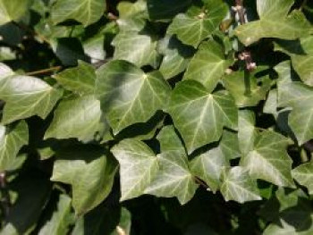 Efeu 'Woerner', 80-100 cm, Hedera helix 'Woerner', Containerware von Hedera helix 'Woerner'
