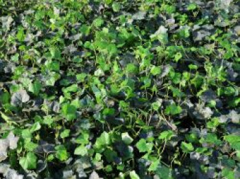 Großblättriger Irischer Efeu, 175-200 cm, Hedera hibernica, Containerware Großblättriger Irischer Efeu, 175-200 cm, Hedera hibernica, Containerware von Hedera hibernica
