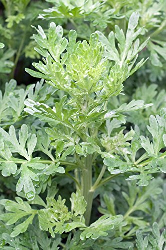 Seedeo® Wermutkraut (Artemisia absinthium) 1000 Samen von Heilkräuter