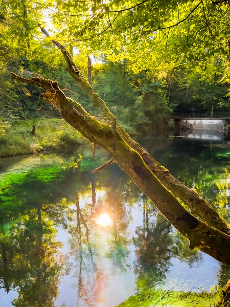 Heimart Impress Fine Art Druck Fotografie - Reflexion im Waldsee / Wald / Wanddekoration von Heimart Impress