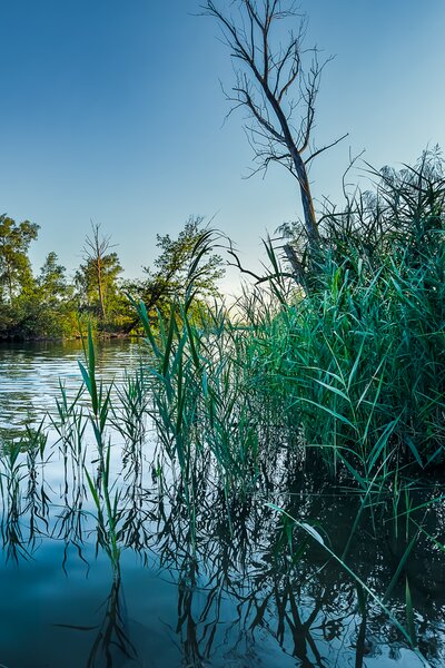 Heimart Impress Fine Art Druck Fotografie - Schilf am Flussufer / Flusslandschaft / Wanddekoration von Heimart Impress