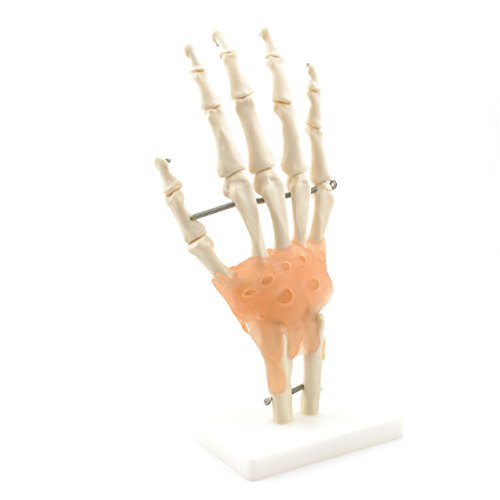 HeineScientific Hand-Skelett mit Bändern von HeineScientific