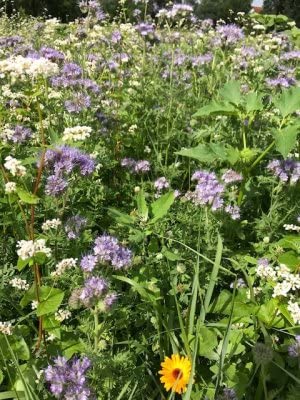 Bienenweide Schmetterlingsweide Mischung Hummelwiese Honigpflanzen Insekten (30 KG) von Heinrichs Agrar