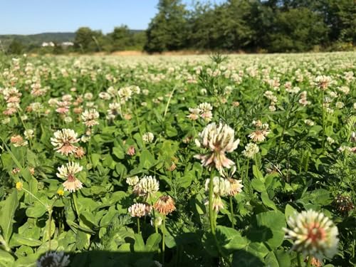 Heinrichs Agrar Weißklee Weissklee 2kg Saatgut Bienenweide Kleesaat Trifoli Futterklee aus der Layenmühle von Heinrichs Agrar