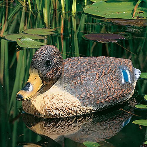 Heissner Schwimmente Stockente von Heissner