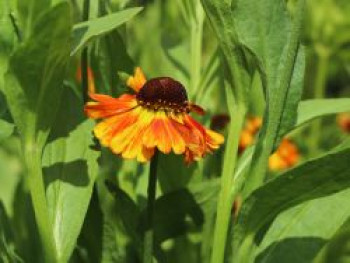 Herbst-Sonnenbraut 'Helena Red', Helenium autumnale 'Helena Red', Topfware von Helenium autumnale 'Helena Red'